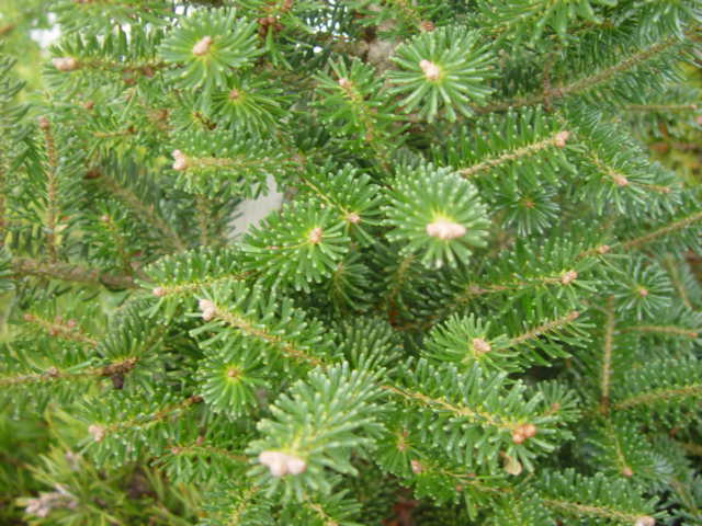Abies koreana BLAUER PFIFF-3g Abies koreana BLAUER PFIFF-3g